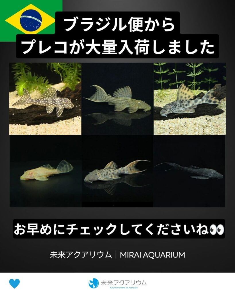 未来アクアリウム｜ブラジル便からプレコ入荷