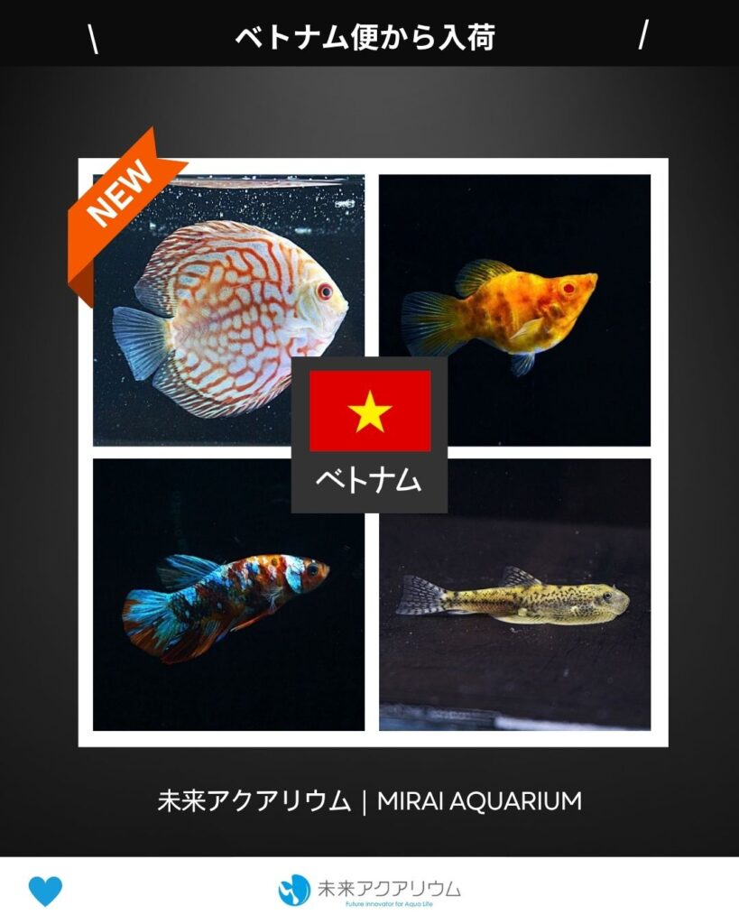 未来アクアリウム｜ベトナム便新入荷