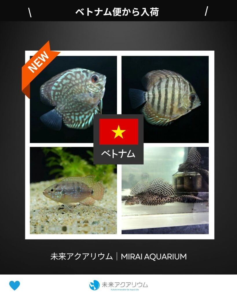 未来アクアリウム｜ベトナム便新入荷