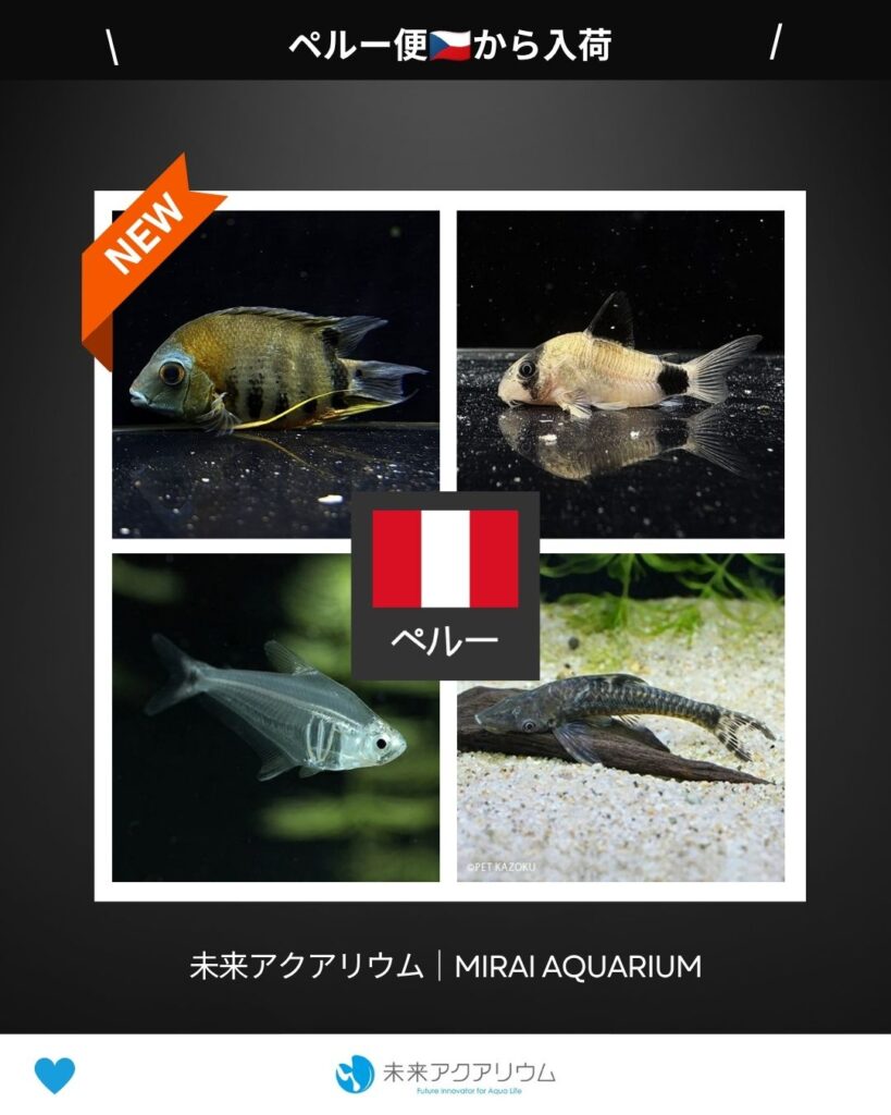 未来アクアリウム｜ペルー便掘り出し物新入荷