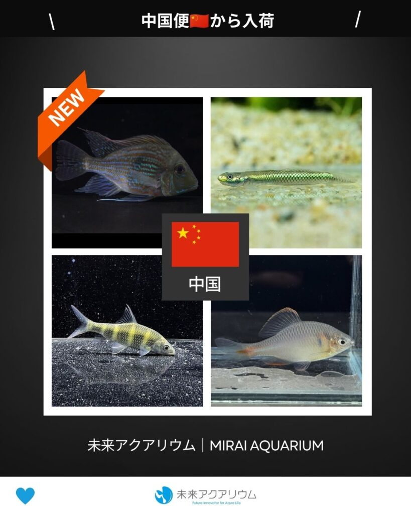 未来アクアリウム｜中国便から新入荷