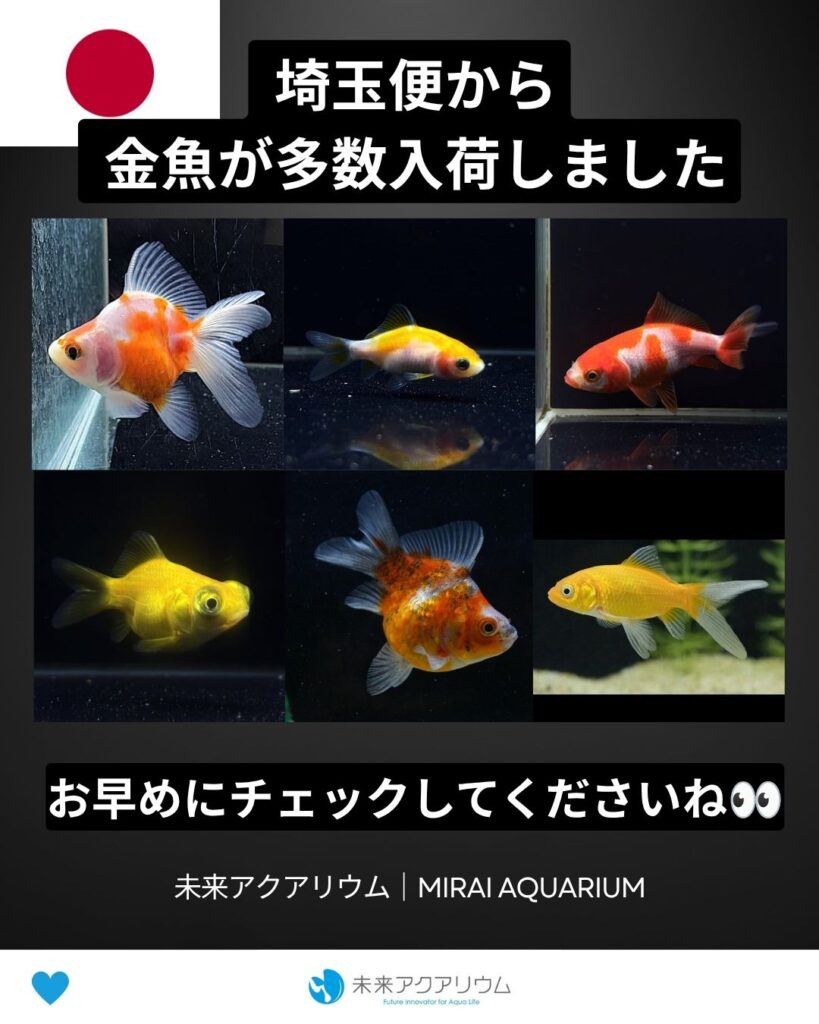 未来アクアリウム｜埼玉便から金魚入荷