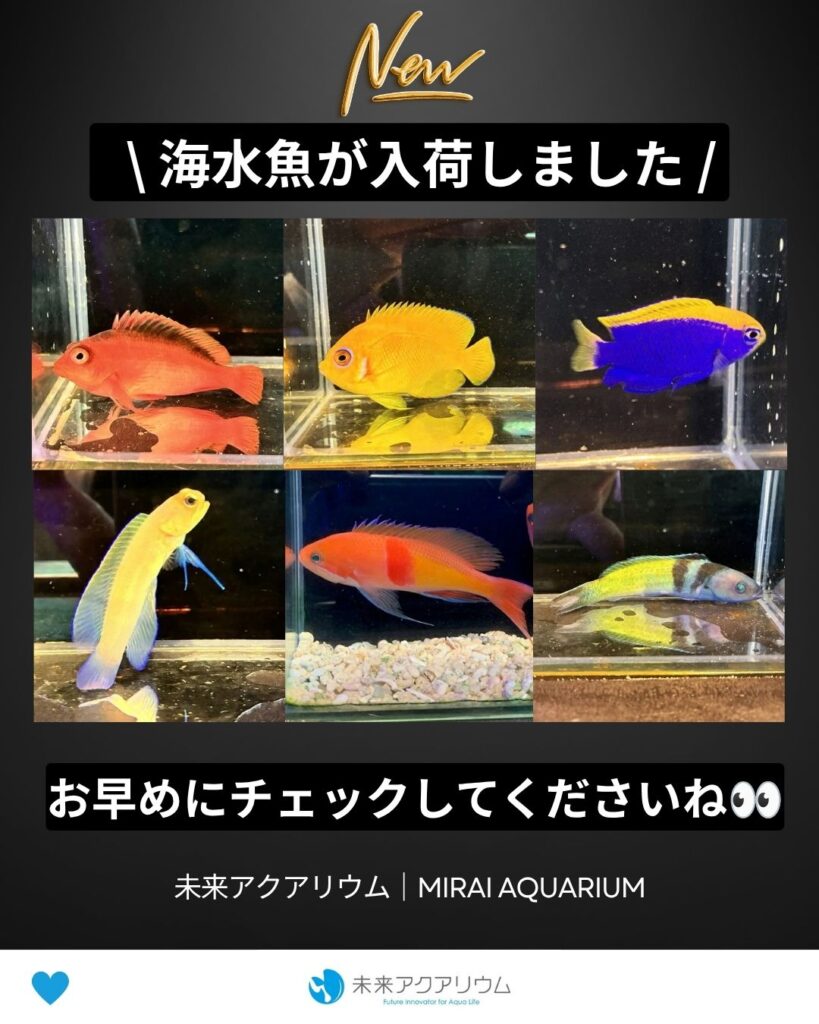 未来アクアリウム｜海水魚入荷