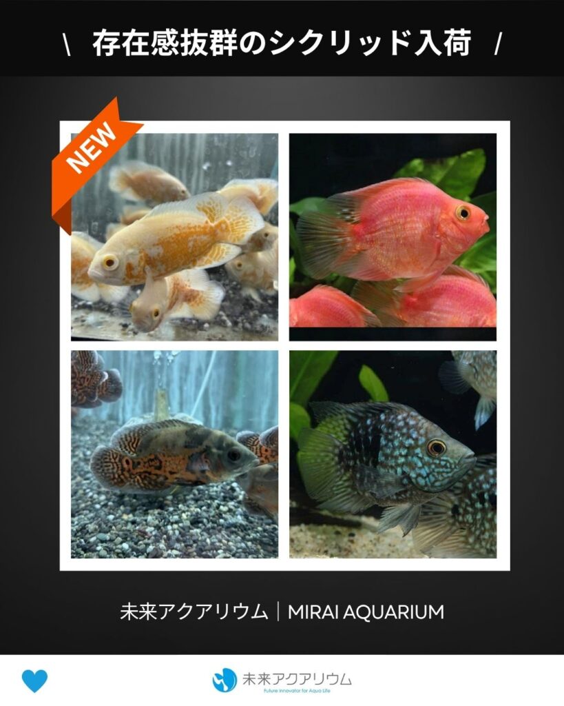 未来アクアリウム_シクリッド入荷