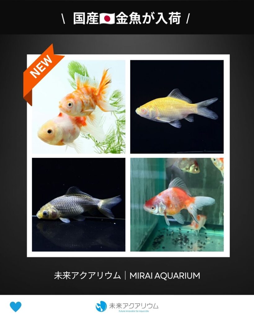 未来アクアリウム_国産金魚が入荷