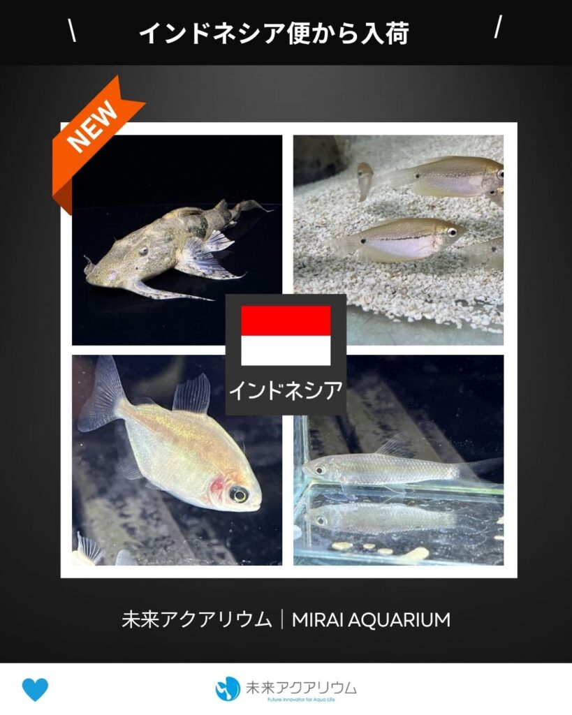 未来アクアリウム｜インドネシア便から新入荷