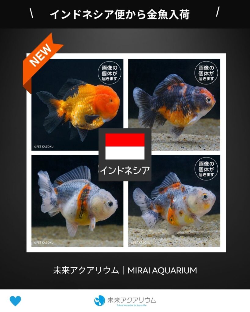 未来アクアリウム｜インドネシア便から金魚入荷