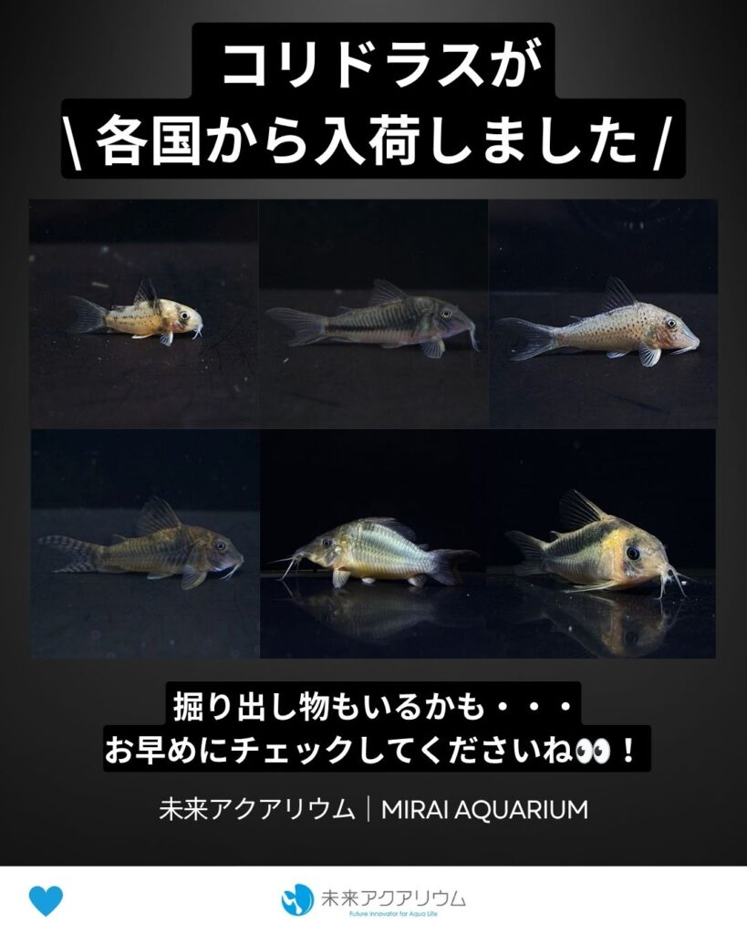 未来アクアリウム｜コリドラス各国から入荷