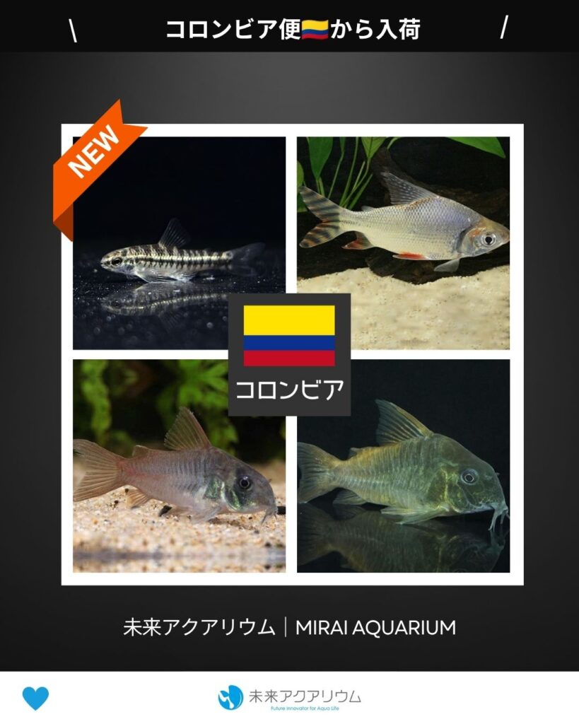 未来アクアリウム｜コロンビア便新入荷
