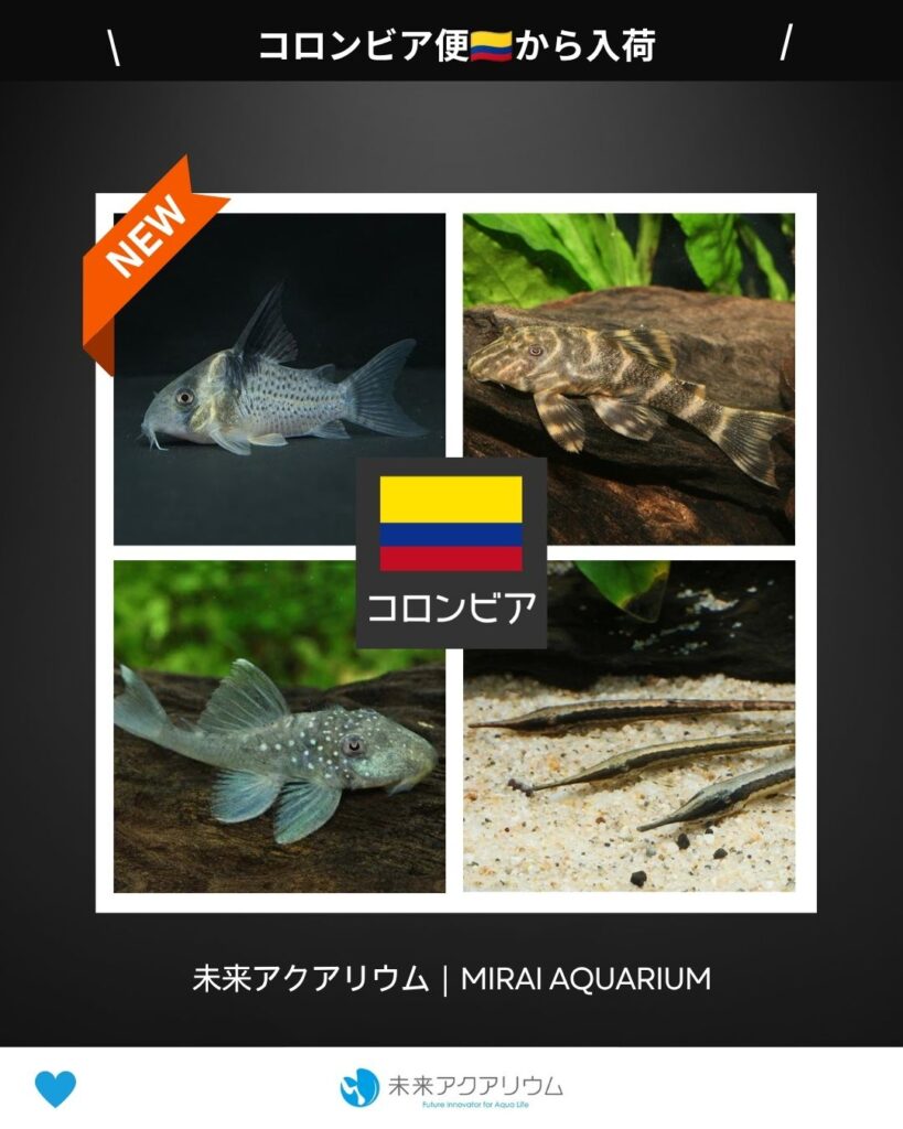 未来アクアリウム｜コロンビア便新入荷