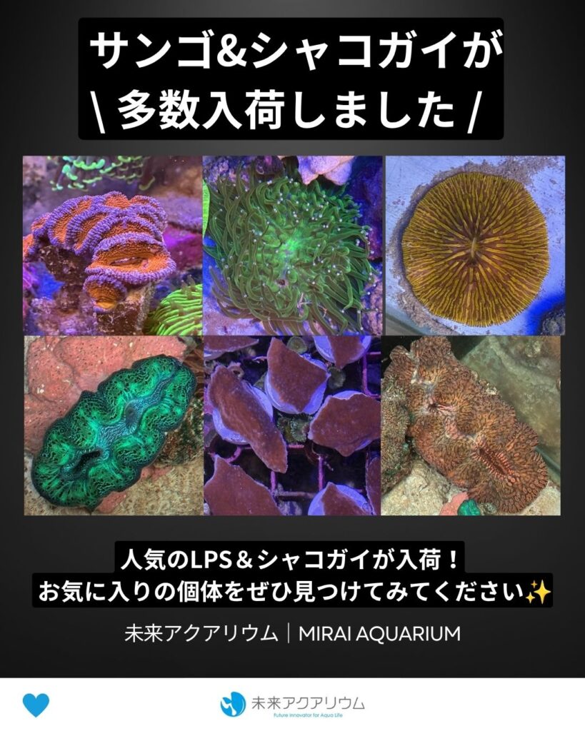 未来アクアリウム｜サンゴ&シャコガイ多数入荷