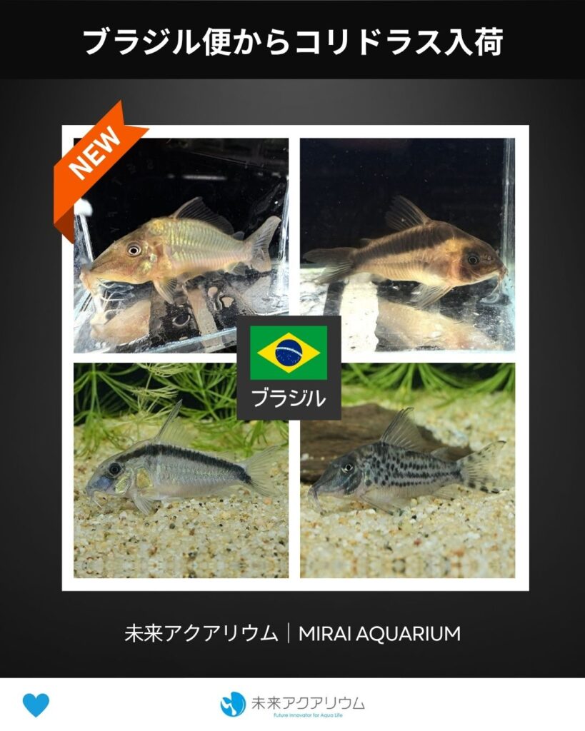 未来アクアリウム｜ブラジル便からコリドラス入荷