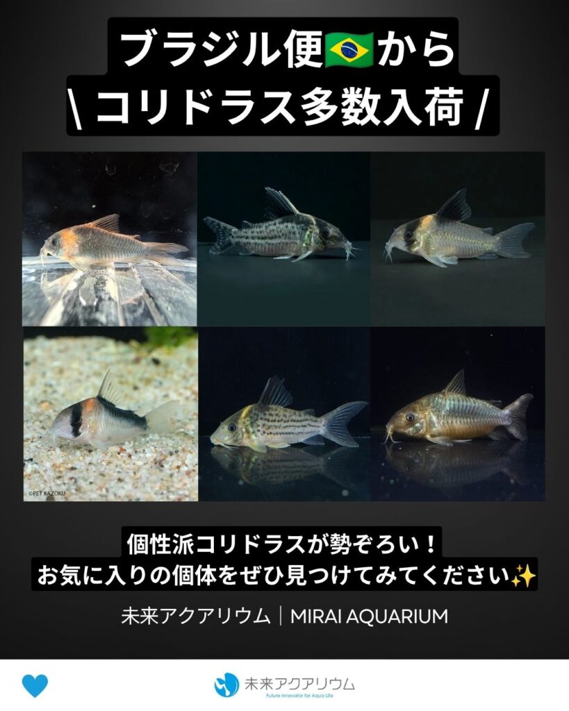 未来アクアリウム｜ブラジル便からコリドラス多数入荷