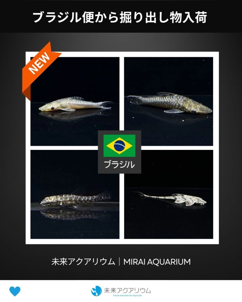 未来アクアリウム｜ブラジル便から掘り出し物入荷
