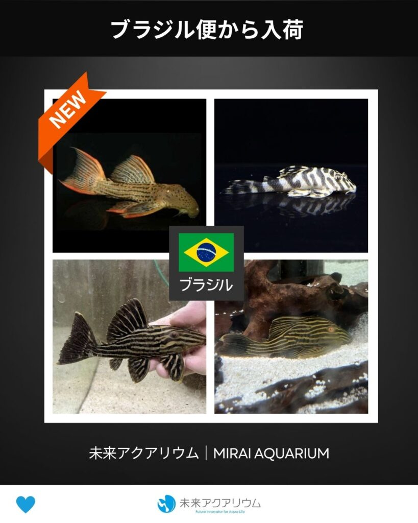未来アクアリウム｜ブラジル便から掘り出し物入荷