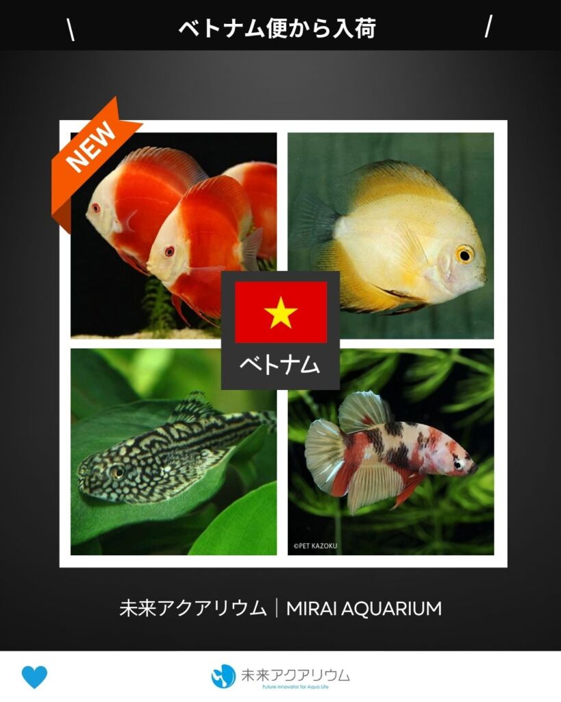 未来アクアリウム｜ベトナム便新入荷