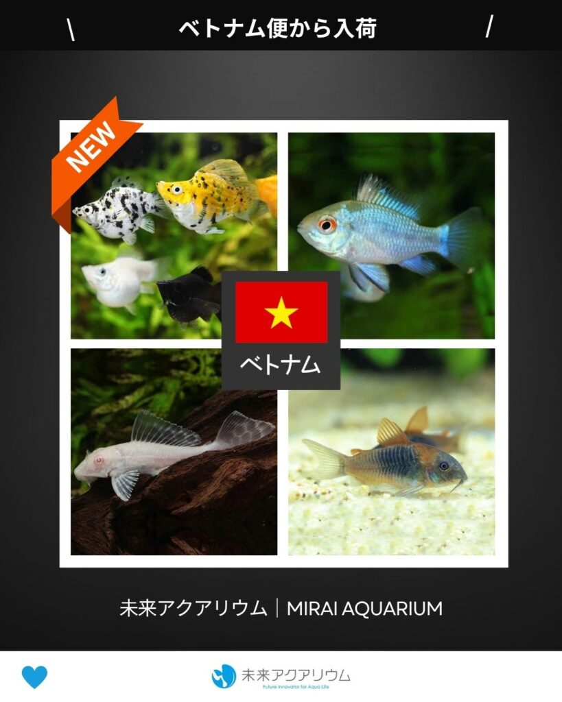 未来アクアリウム｜ベトナム便新入荷02
