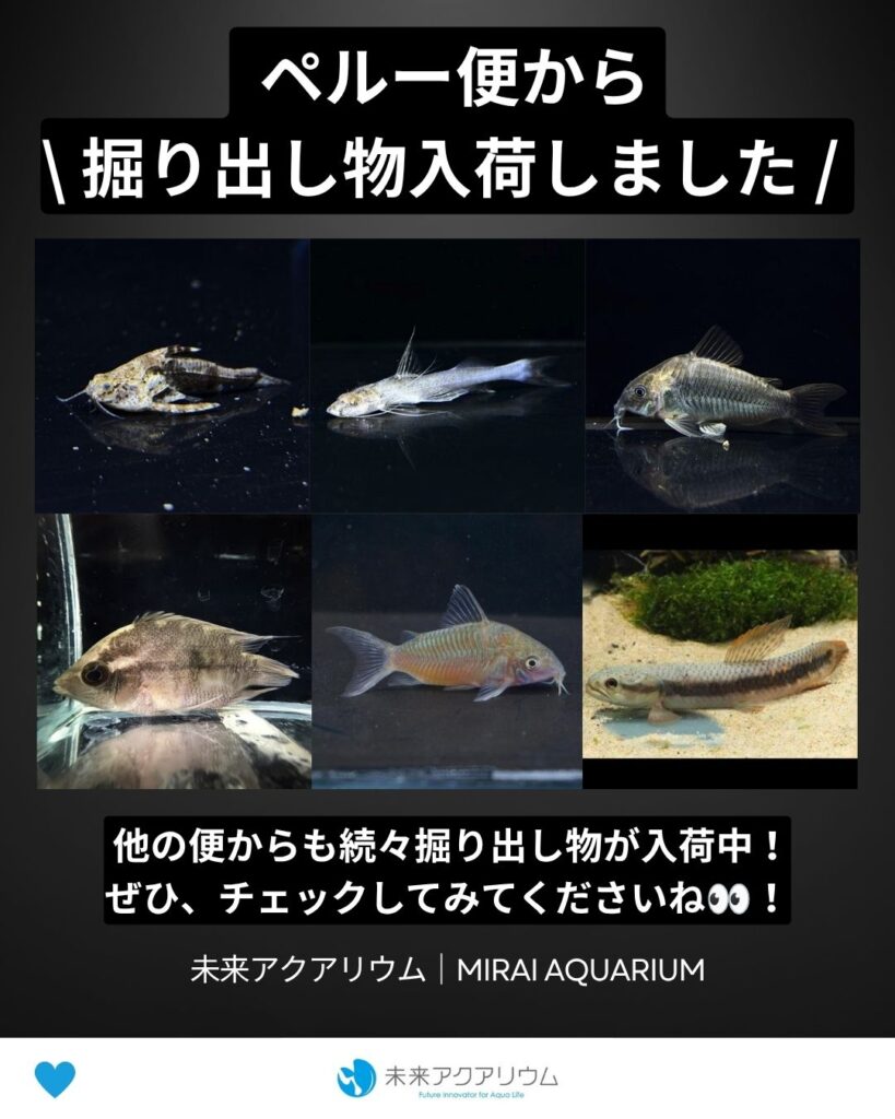 未来アクアリウム｜ペルー便から掘り出し物入荷