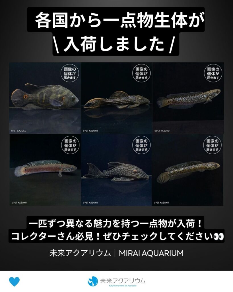 未来アクアリウム｜一点物生体入荷