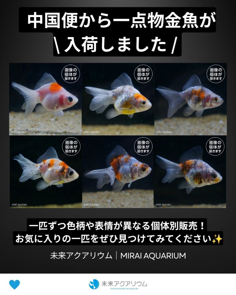 未来アクアリウム｜一点物金魚入荷