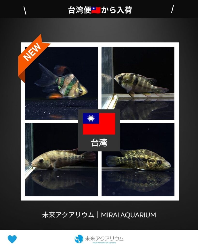 未来アクアリウム｜台湾便新入荷