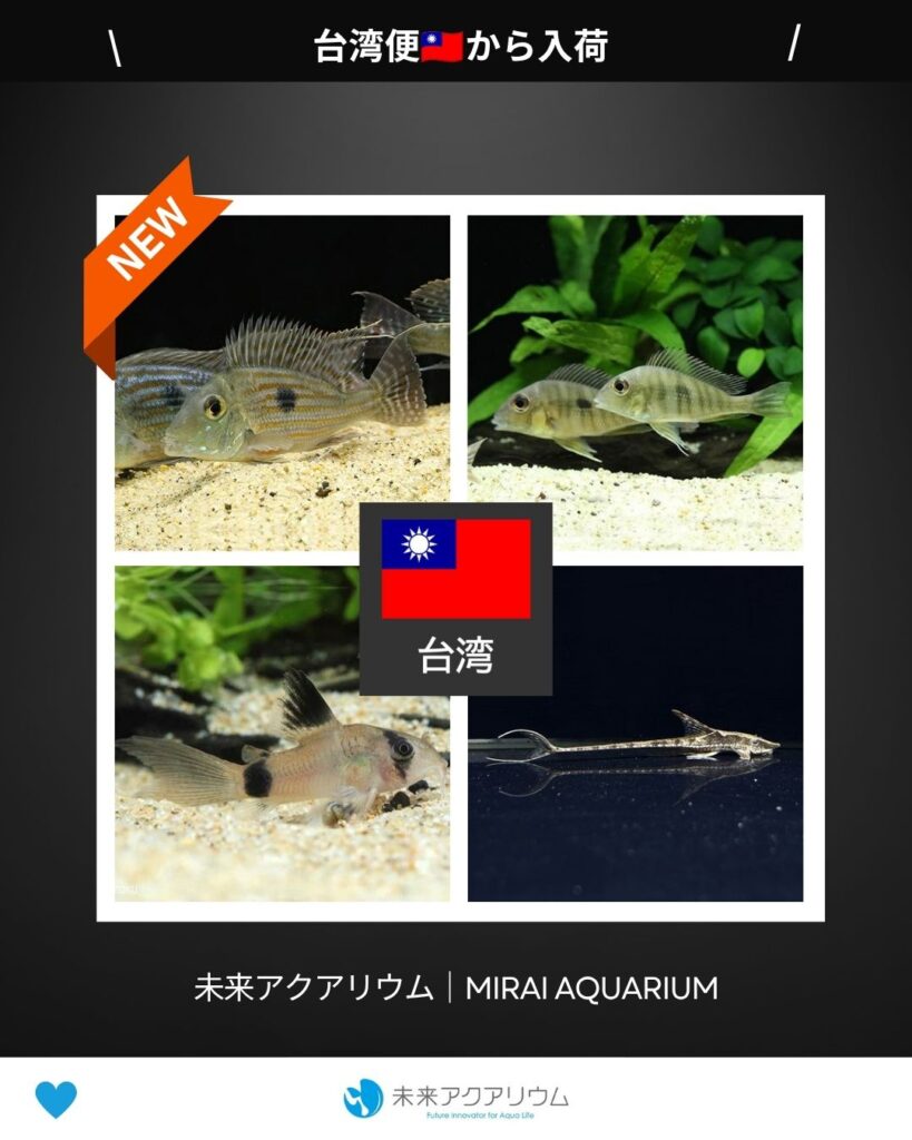 未来アクアリウム｜台湾便新入荷