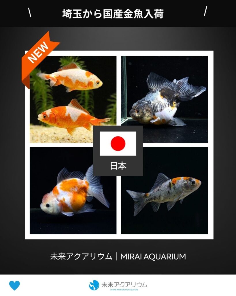 未来アクアリウム｜埼玉から国産金魚入荷
