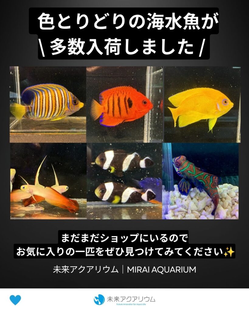 未来アクアリウム｜海水魚多数入荷